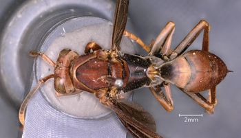 Media type: image;   Entomology 33138 Aspect: habitus dorsal view